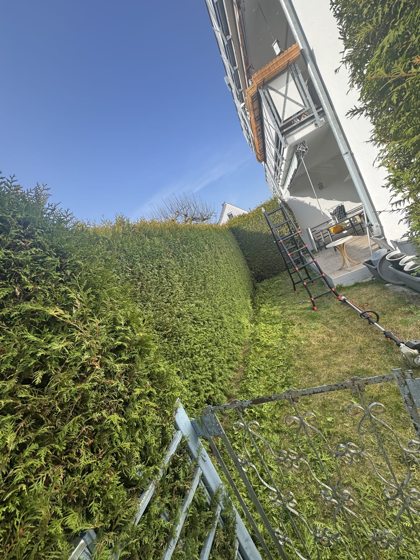 Hecke vor dem Schnitt